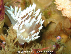 Silver Nudibranch taken at Gasmic Reef in Port Elizabeth,... by Anthony Wooldridge 